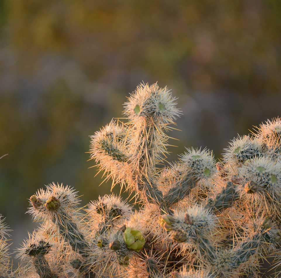Anza-Borrego Desert State Park